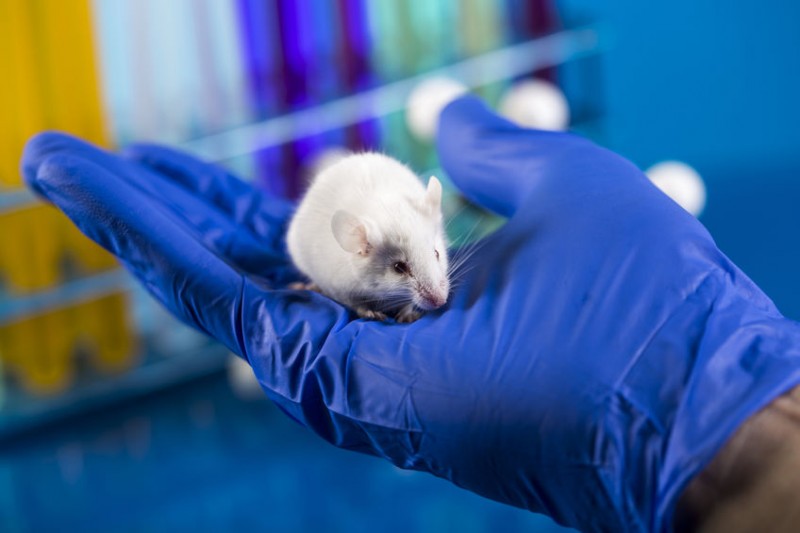 Taconic Biosciences Launches Alzheimer’s Disease Mouse Model