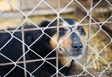 S. Korean Citizens to Push for Dog Meat Farm Ban