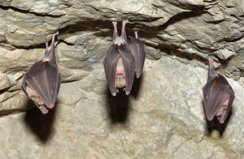 National Institute of Ecology to Use Bats in Cave Research