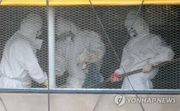 Jeju Government to Cull Over 124,000 Chickens to Stem Bird Flu Outbreak