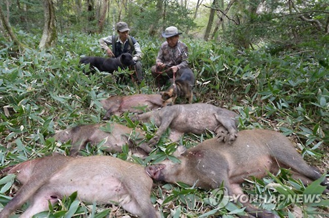 Okcheon County in North Chungcheong Province is facing criticism from animal experts over its decision to feed wild boars as part of its fight against the wild animals, shortly after the local government announced a mild level of success in recent weeks. (Image: Yonhap)