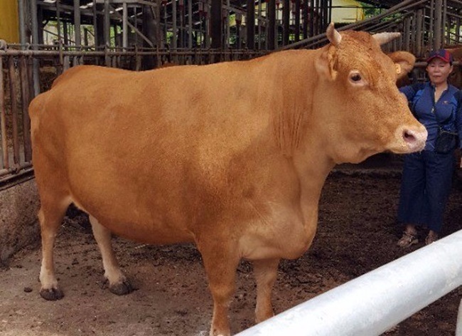 The cow at the center of attention weighs over 1,000 kilograms, the Heongseong Livestock Industry Cooperative said on Monday after speaking to 64-year-old farmer Choi Hee-ja, who is also the owner of the super cow. (Image: Choi Hee-ja)