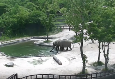 Video Captures Resourceful Elephants Saving Drowning Calf