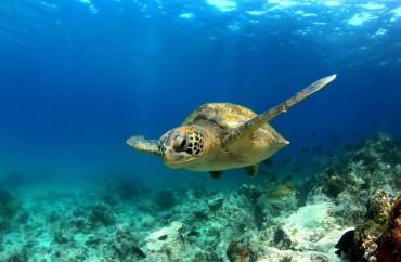 Autopsy of Loggerhead Sea Turtle Raises Concerns Over Ocean Trash