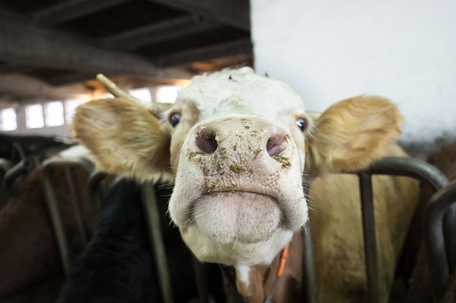 The U.S. Federal Drug Administration (FDA) has kept tight controls on the ingredients of cattle feed since 1997. It banned any mammalian proteins from being mixed into cattle feed, and expanded upon the regulations in 2009, when it included dangerous industrial chemicals under the ban.(Image:Kobiz Media) 