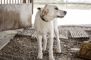 New Law to Punish Animal Hoarders for Animal Abuse