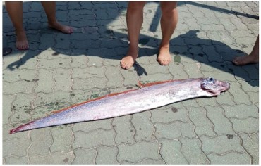 Oarfish Discoveries Cause Fears of Impending Doom