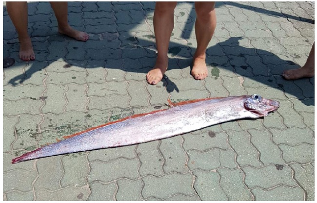 Prior to the discovery and capture of the oarfish at Anmok Beach, two oarfish that were approximately 1.2 meters long and 20 centimeters wide were found at the nearby Gyeongpo Beach.(Image:yonhap) 