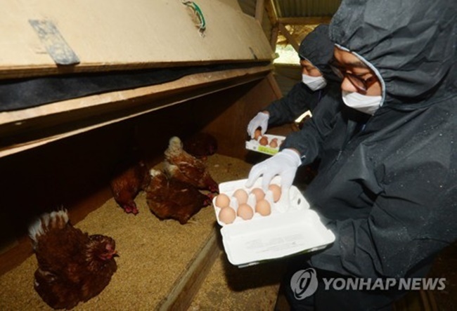 Workers from the agriculture ministry are seen collecting egg samples from a farm in Hwaseong, Gyeonggi Province, on Aug. 15, 2017. Some eggs at a farm with 80,000 hens in Namyangju, east of Seoul, were found to contain the pesticide fipronil. (Image: Yonhap)