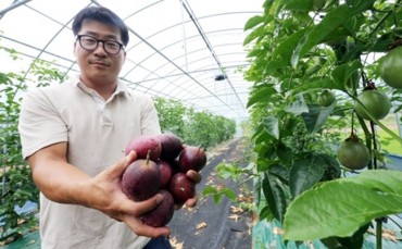 South Korean Farmers Look to Tropical Fruits Amid Scorching Heat