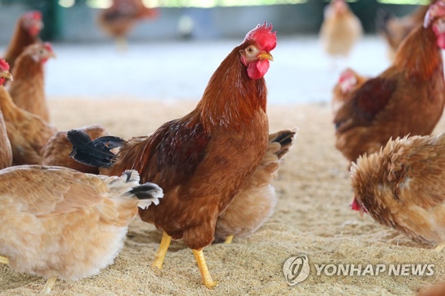 The South Korean agriculture minister has announced plans to shake up the farming industry and move towards more animal-friendly practices including imposing EU standards for livestock density, following an egg contamination scandal that turned the country upside down. (Image: Yonhap)