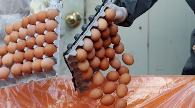 In the wake of South Korea’s pesticide egg scandal, popular unrest and indignation has fomented a shift in attitudes that may not have been possible in ordinary times.