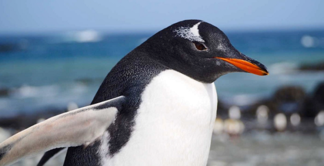 The gentoo penguin is easily distinguished from other penguins thanks to its dark red beak and patch of white above its eyes. (Image: PenguinWorld)