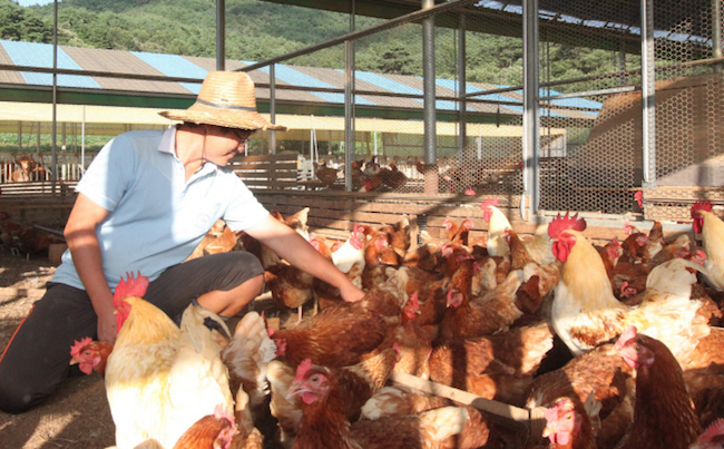 For example, nine chickens must be given a minimum 1 square meter of yard. (Image: Yonhap)