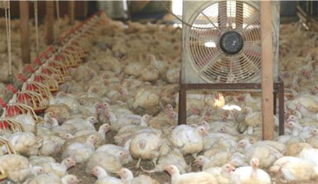 According to statistics provided by the Ministry of the Interior and Safety, 2.77 million farm animals perished in the punishing weather conditions. (Image: Yonhap)