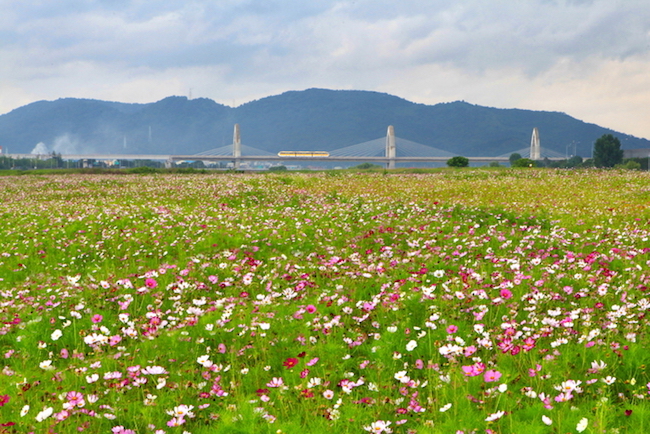 In two days, visitors will be walking among 98,500 square meters worth of cosmos flowers on Hajungdo Island, situated off the shore of Daegu in the Geumho River. (Image: City of Daegu)