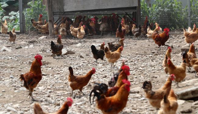 The chickens are “grass-fed” by leaving them in the open, and no pesticides and chemicals of any kind are used on or around the chickens. (Image: Yonhap)