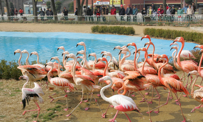The installation of such facilities marks a first in the 33 years the park has operated the zoo. (Image: Yonhap)