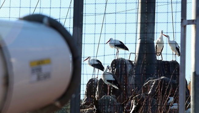 After a severe outbreak of avian influenza (AI) at the end of last year, Seoul Grand Park is preparing for the future by using nearly 100 billion won to install a quarantine area for infected birds. (Image: Yonhap)