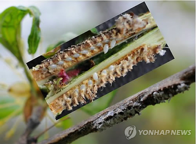 Namyangju announced that the map will serve as a tool to both prevent and rapidly contain the growth of diseases. (Image: Yonhap)