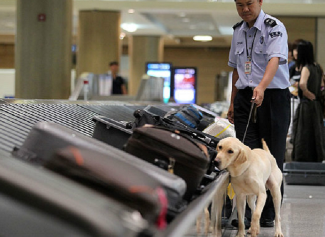 Former Canine Customs Agents Up For Adoption