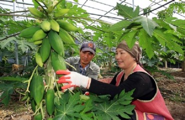 Homegrown Guava a Sign of Korean Adaptation to Climate Change