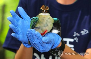Endangered Fairy Pitta Released Back into the Wild