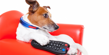 Growing Pet Ownership Sees More Pet-Themed TV Shows