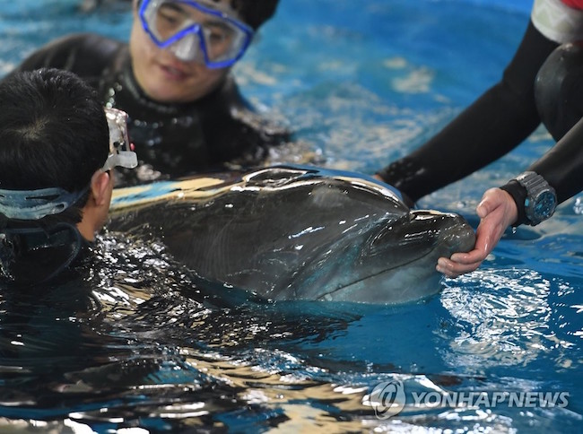 Anniversaries commemorating 100 days are a “thing” in South Korea, extending to relationships, babies, and even baby dolphins. (Image: Yonhap)
