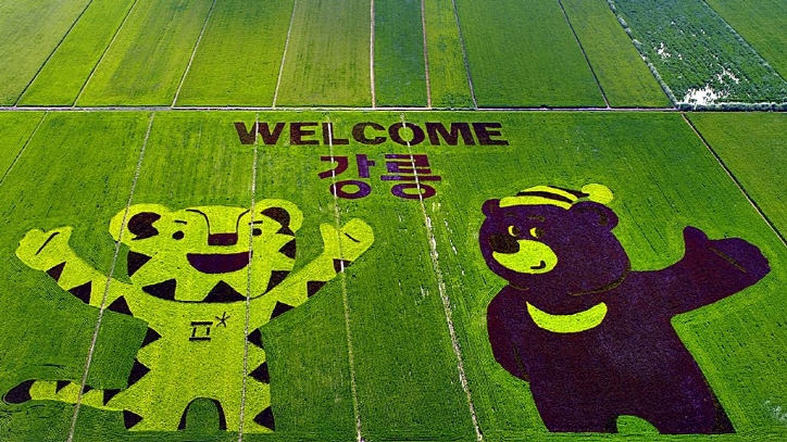 The mascots of the 2018 PyeongChang Winter Olympics -- Soohorang (L), a white tiger, and Bandabi, an Asiatic black bear -- are shown on a rice paddy in Gangneung, Gangwon Province, on Aug. 9, 2017. (image: Yonhap) 