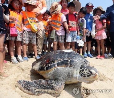 83 Sea Turtles, Including 80 Born in an Aquarium, Off to the Sea