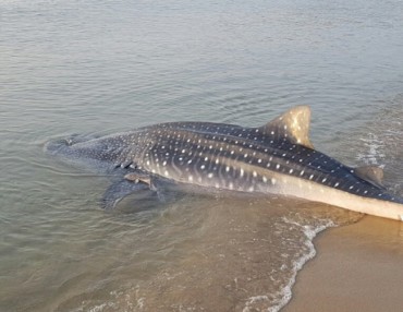 Maritime Police Officers Push Stranded Whale Shark Back Into the Ocean