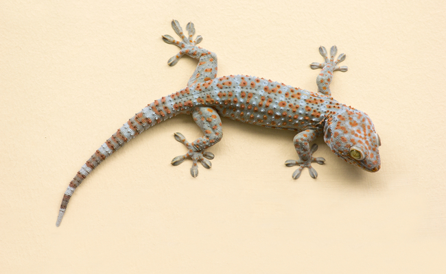 Live Lizard Discovered in Shipping Container Raises Questions Over Cargo Screening