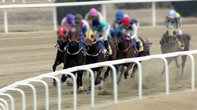 Horse Racing Organization Imports 4,000, Exports 15 Horses in Last 10 years