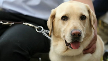 Korea’s Pet Dogs Facing an Unfriendly Future After Dog Bite Victim’s Death