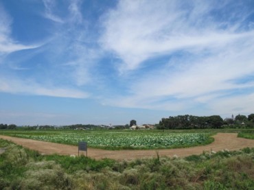 2 Korean Reservoirs Registered as World Heritage Irrigation Sites