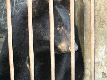 South Korea to End Bear Bile Farming After Decades of Controversy