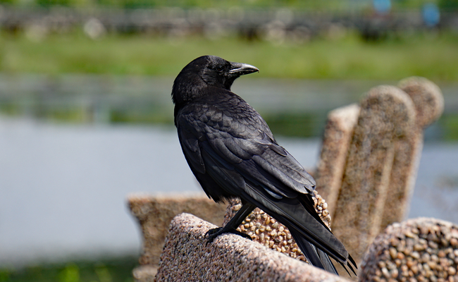 A migratory bird, the rook typically flies southwards in a bid to get away from the colder climate up north, a naturally occurring phenomenon that has had some unfortunate consequences for the city of Suwon. (Image: Korea Bizwire)