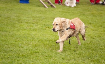 Number of Search and Rescue Dogs to Triple by 2021