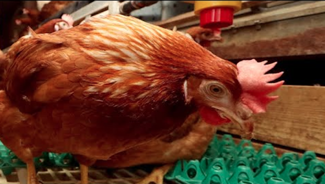 Vietnam Lifts Import Ban on S. Korean Poultry