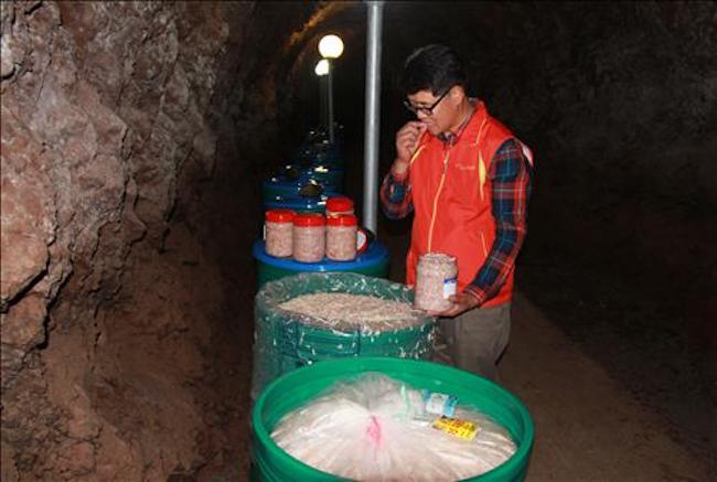 Wine and Shrimp Replace Ammunition in Yeongdong Caves