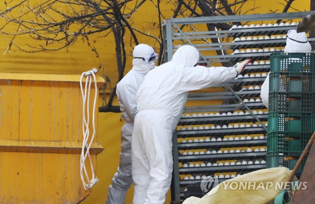South Korean health authorities have set out plans for a bird flu emergency response system that will include an antigen bank and emergency vaccine supplies. (Image: Yonhap)