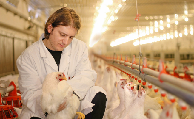 S. Korea Bans Poultry Imports from Netherlands