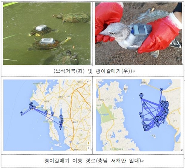 The United States Geological Survey advises that tracking devices deployed weigh no more than 3 percent of the host animal's body weight. (Image: Korea Environmental Industry and Technology Institute)