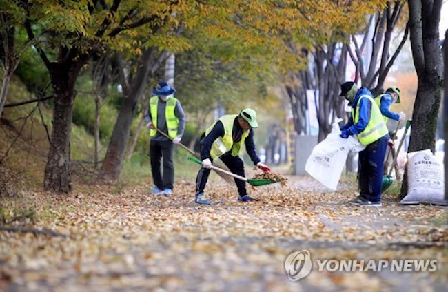 Once considered a boon to the local community for creating jobs, dead leaves are now considered little more than a nuisance. (Image: Yonhap)