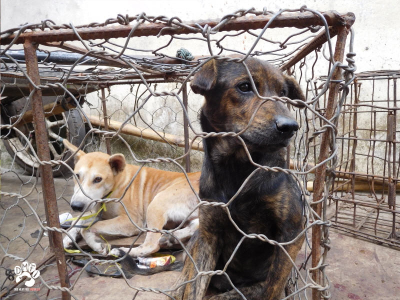 Dogs in cage awaits fate at Indonesia animal market. (image: Dog Meat Free Indonesia)