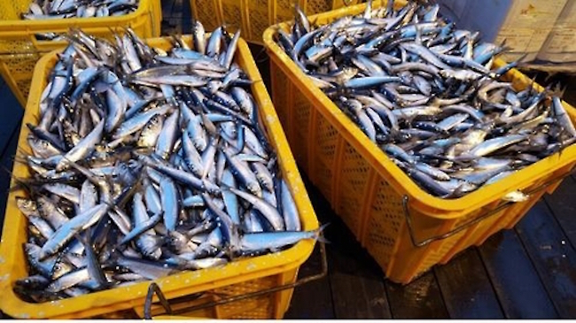 Radiation screenings will be expanded for Alaska Pollack and Pacific Saury, two categories that feature prominently on South Korean dinner tables, and imports will be more closely watched and their origins verified. (Image: National Institute of Fisheries Science)