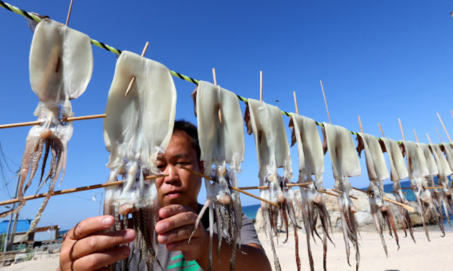 South Korea's squid catch fell to the lowest level in five years in 2017, dented by Chinese boats' overfishing in the East Sea, a report showed Wednesday. (Image: Yonhap)