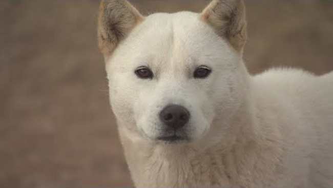 Research has found indigenous South Korean canines are more closely related to wolves and coyotes than foreign breeds are. (Image: Yonhap)