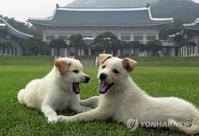 Pungsan dogs (Image: Yonhap)